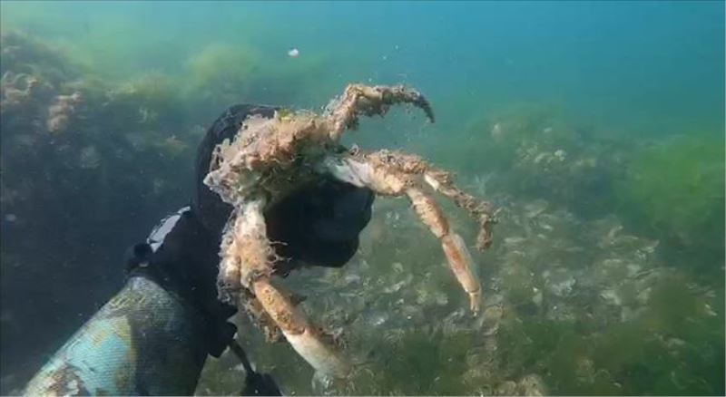 Müsilajın deniz altındaki tahribatı görüntülendi