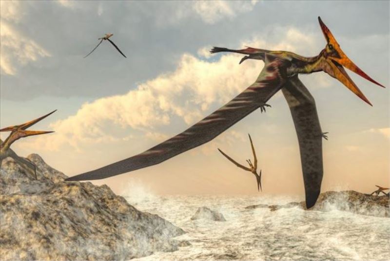 Pterozorlar hakkında şaşırtıcı keşif: Renklerini değiştirerek eşlerini kendilerine çekiyorlardı