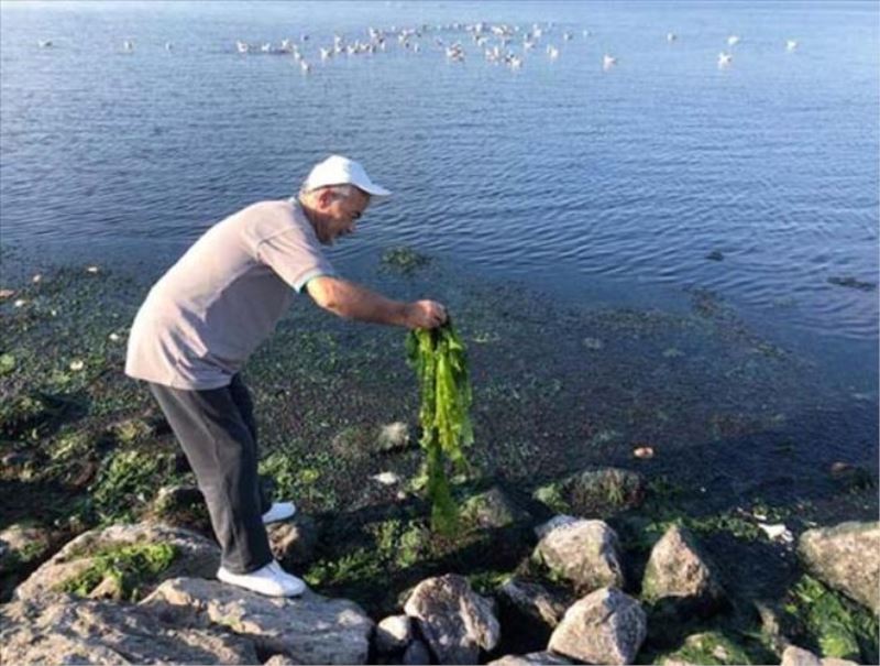 ´İzmir Körfezi, marul tarlasına dönüşüyor´