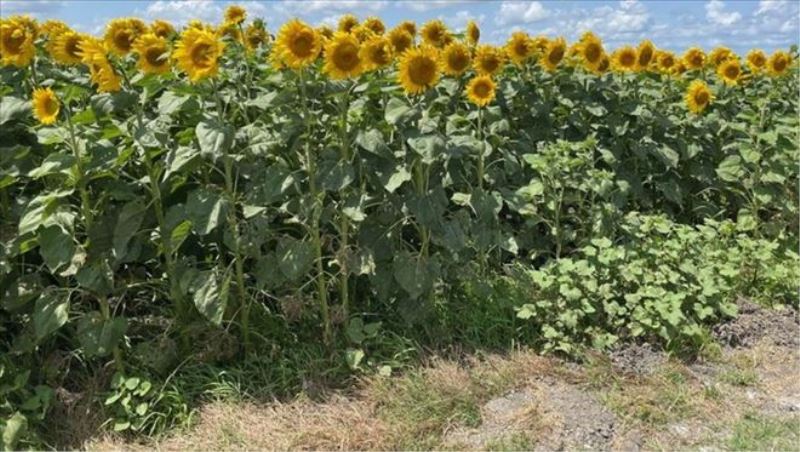 İstanbul´da ayçiçeği tarlalarında ´çayır tırtılı´ istilası
