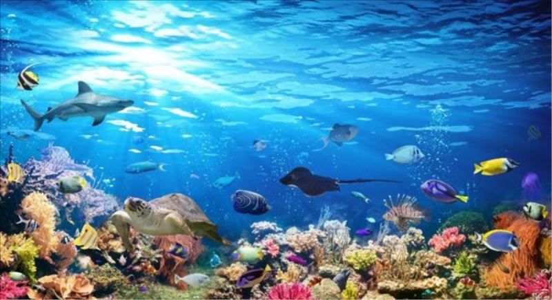 Araştırma: İklim değişikliği neredeyse tüm deniz türlerini tehdit ediyor